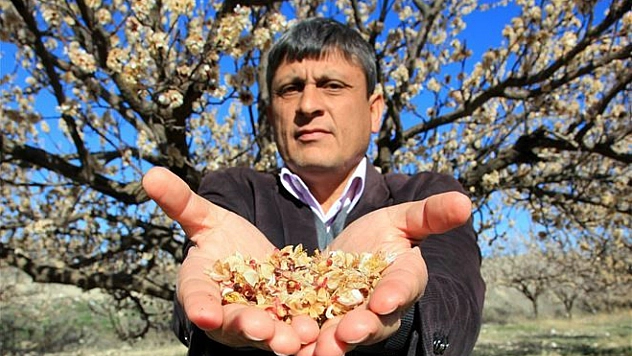 Kayısıda don tehlikesi geçti mi?