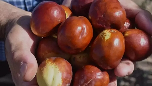 Kayısıdan daha çok gelir getirdi: Çin'den getirip, Malatya'da ekti! 10 gün boyunca çürümüyor.