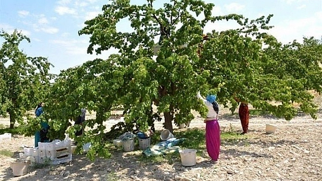 Çil hastalığına dikkat