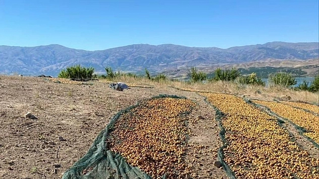 Kayısının başına gelmeyen kalmadı! Önce Dolu, Sonra Sert Rüzgarlar, Şimdi de...