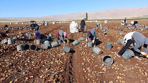 Kayısının yerini patates mi alıyor? 20 bin ton rekolte bekleniyor…