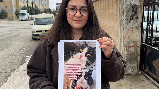 Kedisini bulana çeyrek altın verecek