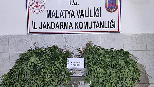 Kenevir operasyonu