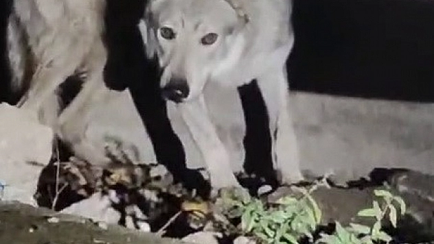 Kent merkezine kurt indi