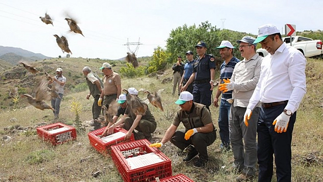 Kınalı keklikler doğaya bırakıldı