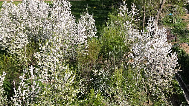 Kiraz ağaçları beyaza bürüdü!