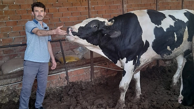 Kırkağaç'ta kurbanlık danalara ilgi büyük