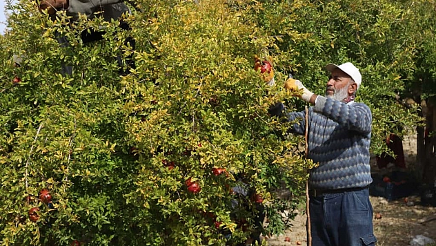 'Kırmızı Altın'da mesai başladı: Üretici umutlu