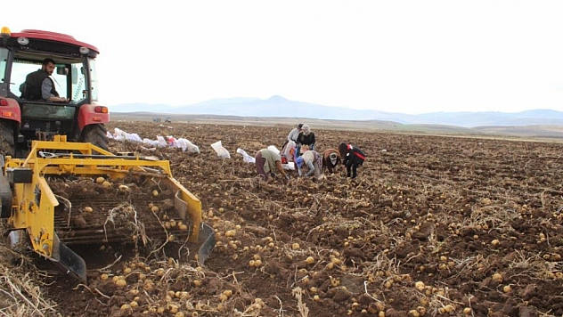 Kışlık patates hasadı devam ediyor