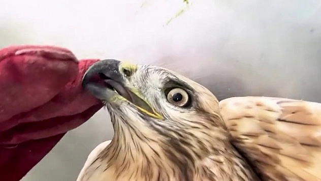 Kızıl şahin doğal yaşam alanına bırakıldı