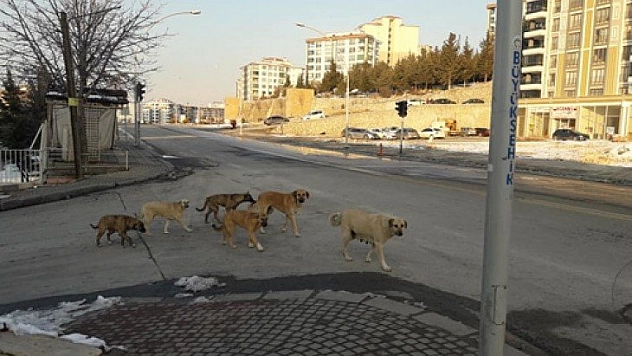Köpekler saldırdı
