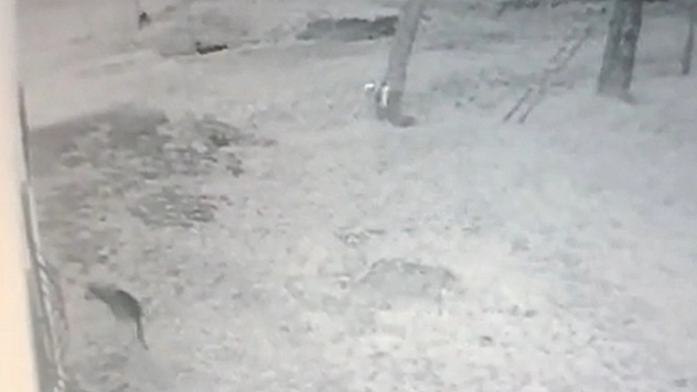 Bitlis'te köye inen kurt köstebek avladı!
