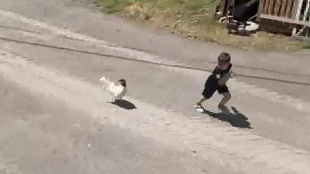 Küçük çocuğun horozla imtihanı