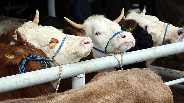 Kurban ibadetiyle ilgili doğru bilinen yanlışlar neler?