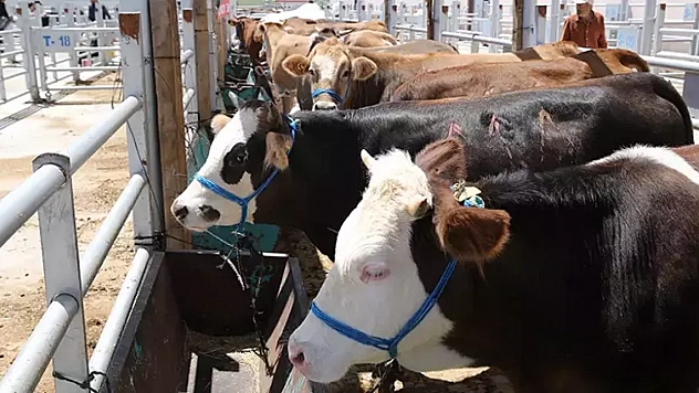Kurban kesenler dikkat! Başına bu işler gelen tazminat alabilecek