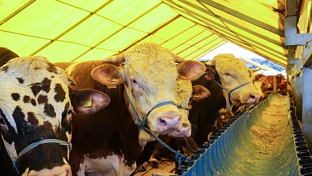Kurbanlık alırken dikkat: Dolandırılmayın!