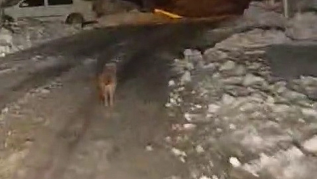 Kurt köy merkezine indi