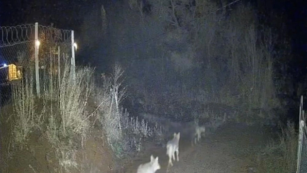 Kurtlar sürü halinde görüntülendi