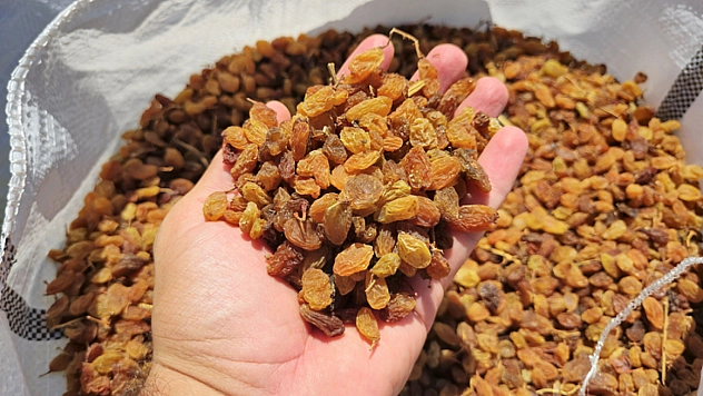 Kuru üzüm ihracatı rekor kırdı!