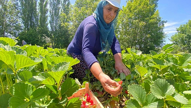 'Kuyulu' çileğinde hasat başladı