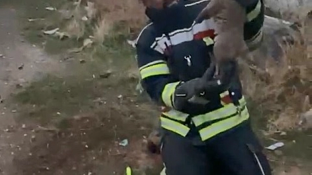 Lağım çukuruna düşen yavru köpekler kurtarıldı