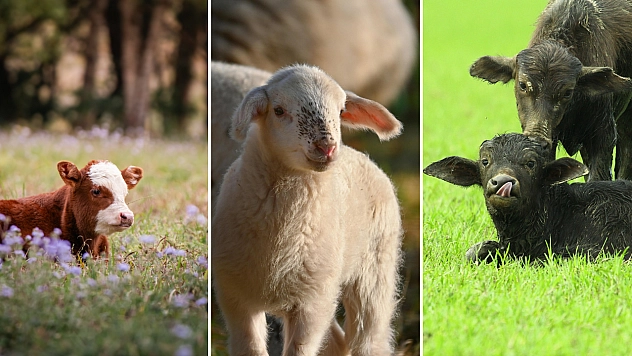 Liste askıya çıktı! Destekler İçin Son 2 Gün