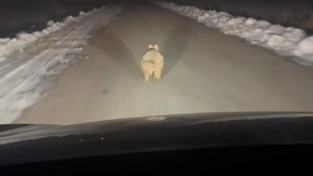 Mahalleye inen kurt cep telefonuna yansıdı