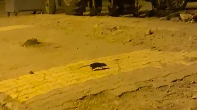 Mahalleyi lağım fareleri sardı!