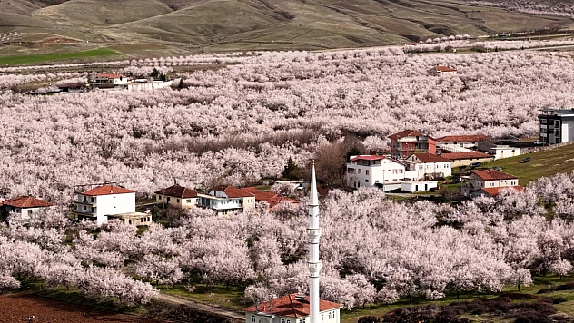 Malatya Beyaza Büründü: Kayısı Bahçeleri Kartpostal Şölene Döndü