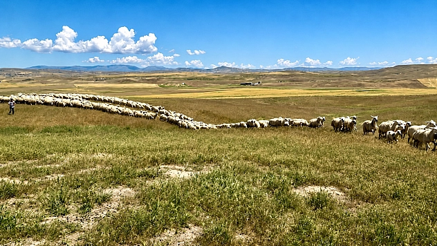 Malatya'da 150 bin TL maaşa rağmen çoban bulunamıyor