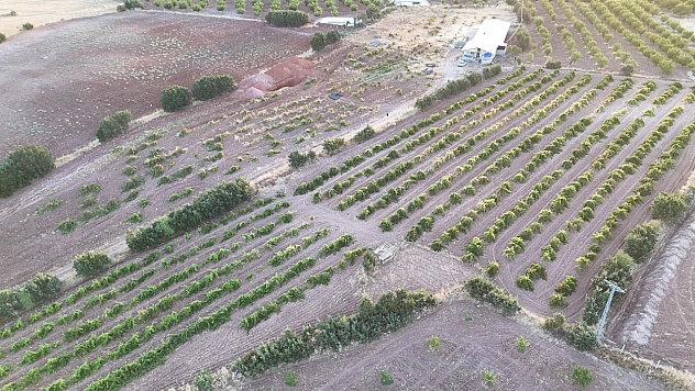 Malatya'da 150 dönümlük alanda yetiştirildi: Kilosu 600 TL'den satılıyor