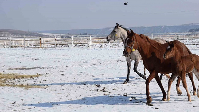 Malatya'da yeni şampiyon taylar doğdu