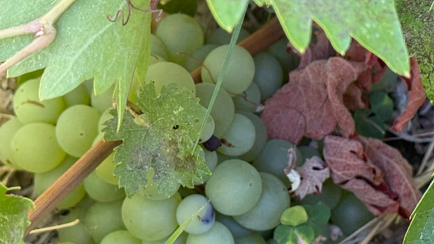 Malatya'da 3 bin dönüm üzüm bağı yok oldu