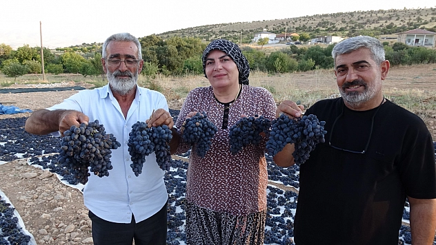 Malatya'da 300 dönümlük alanda üretiliyor! Kilosu 600 TL'den satılıyor