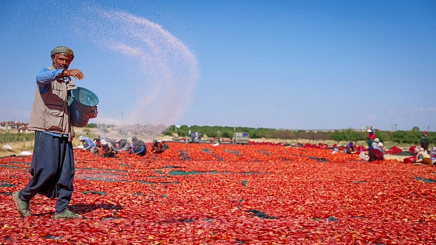 Malatya'da 350 dekarda üretiliyor, 50 dekarda kurutuluyor