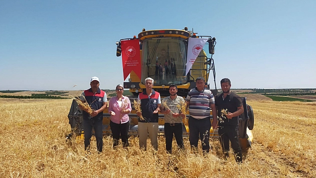 Malatya'da 4 bin dekarlık alana ekilmişti! Hasadı yapıldı