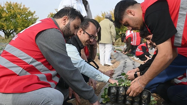 Malatya'da 40 dekarlık çilek bahçeleri kuruluyor!