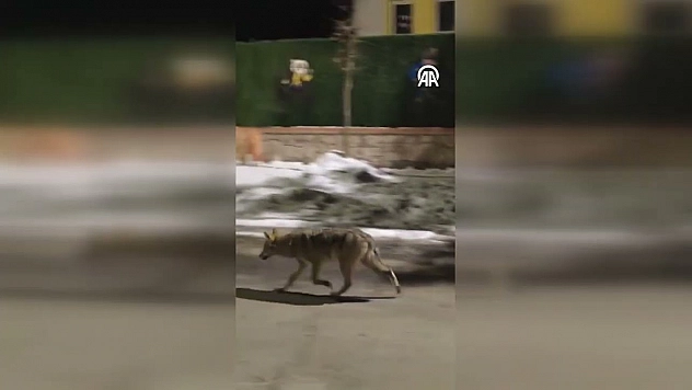 Malatya'da aç kalan kurt yerleşim alanına indi