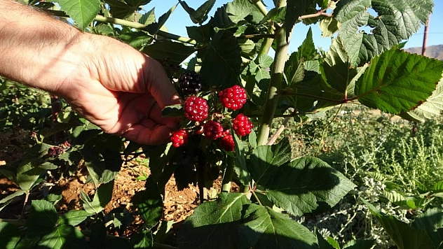 Malatya'da alternatif tarımda yeni sayfa: Üreticiler üzümsü meyvelere yöneliyor