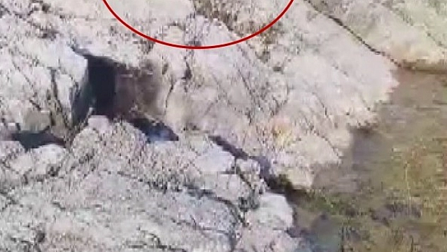 Malatya'da balıkçı ile kedinin diyaloğu gülümsetti: O anlar viral oldu!