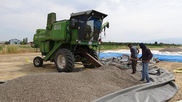 Malatya'da ayçiçeği üreticisi dertli: Tarlada 50, markette 250 Lira