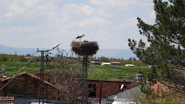 Malatya'da leylekler yuvalarına döndü