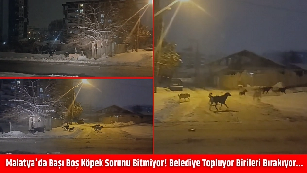 Malatya'da başı boş köpek sorunu bitmiyor! Belediye topluyor birileri bırakıyor…