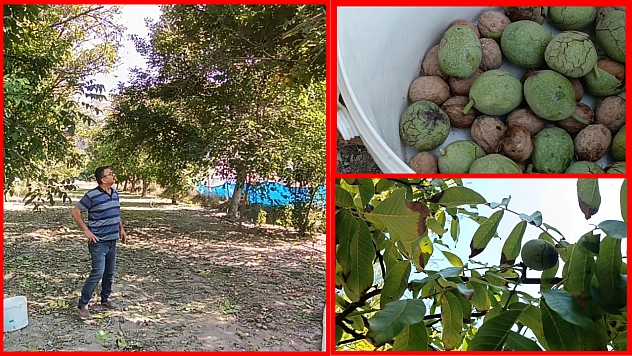 Malatya'da ceviz hasadı! Baba mirası bahçeden 2 ton ürün bekliyor
