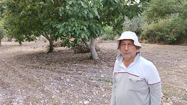Malatya kayısısının sigortasıydı: Hasat başladı!