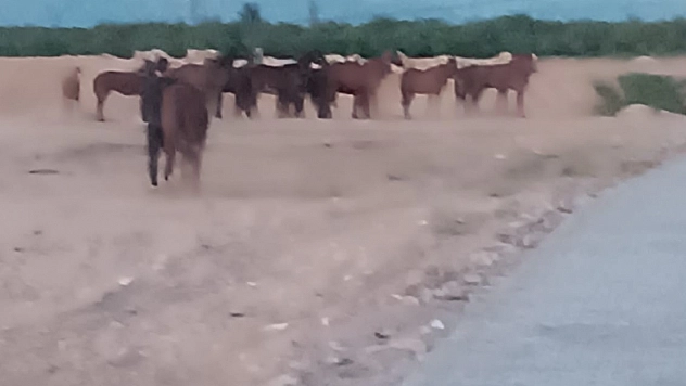 Malatya'da 5 at çiflikten kaçtı! Ekipler alarma geçti