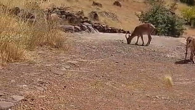 Avlanması yasak dağ keçileri sürü halinde görüntülendi