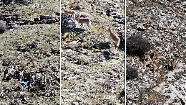 Malatya'da dağ keçileri objektiflere takıldı