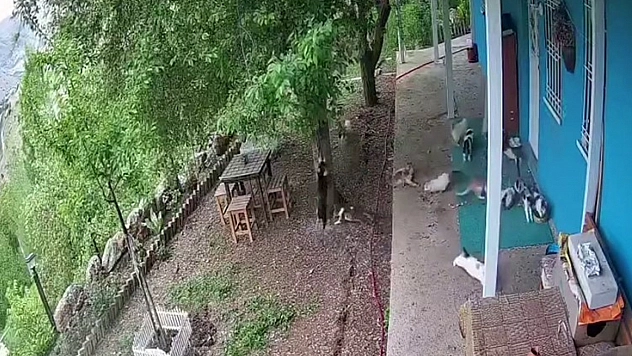 Malatya'da deprem paniği: Kedilerin panikle kaçışı kamerada