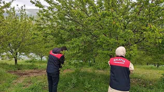 Malatya'da dolu sonrası hasar tespit çalışmaları başlatıldı